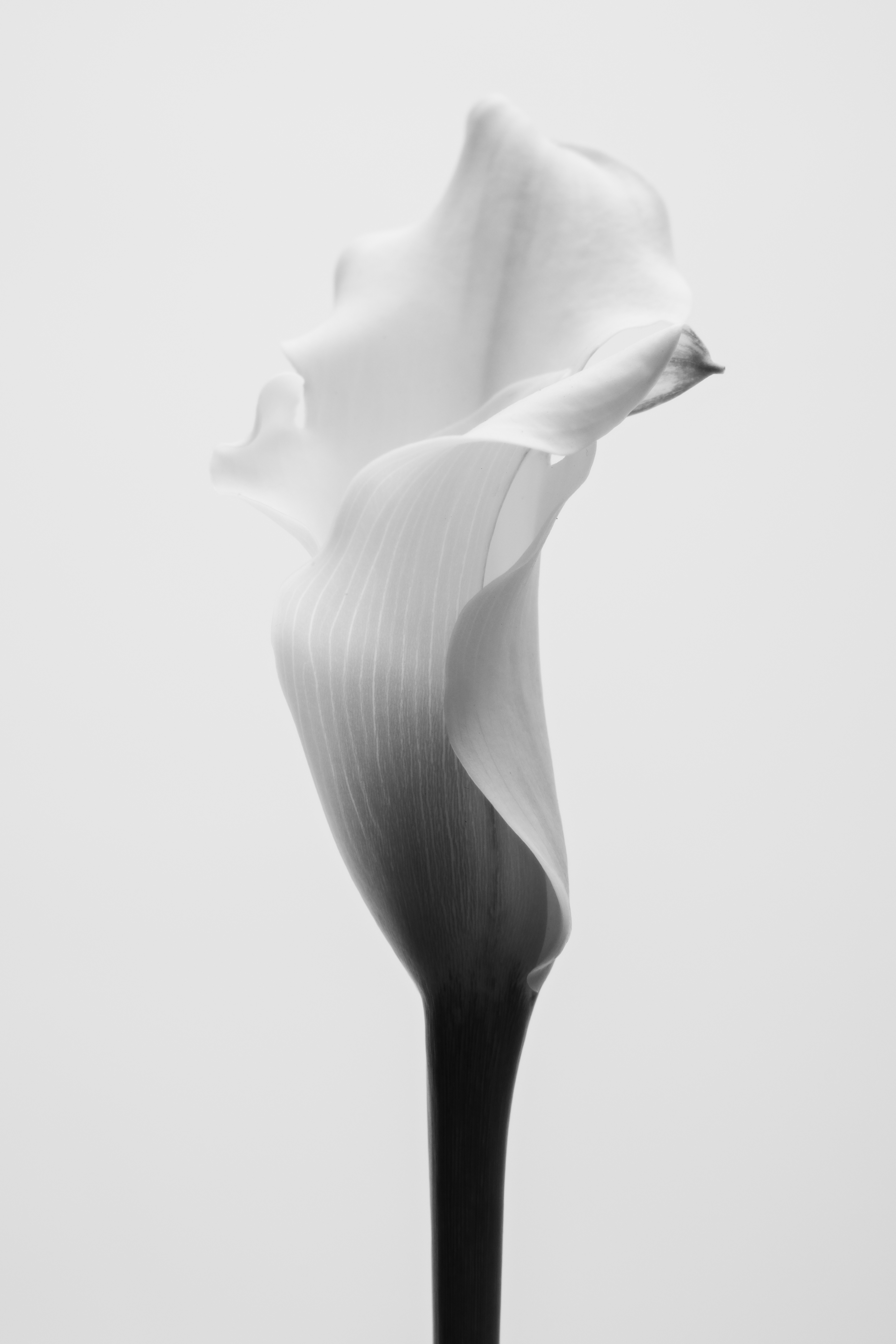 BodyAsCalla_50_KatarzynaBartnik